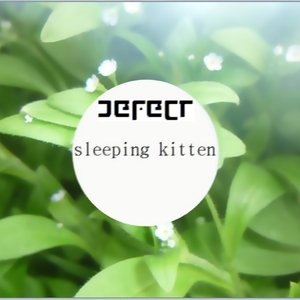 sleeping kitten