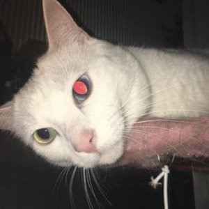 gomb