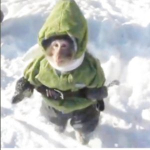 Funee Monkee Gif - Single