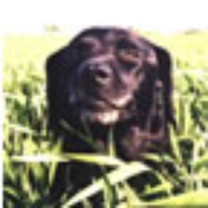 Avatar for Hank Spaniel