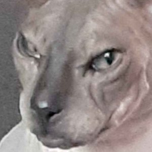 Avatar for BigTubeBot