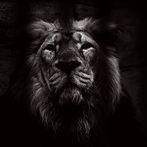 Lion In A Cage