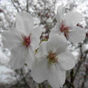 Sibelius-TheFir