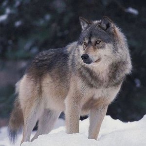 Wolf Sounds 的头像