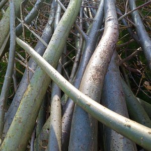 D1G Sticks and Stones