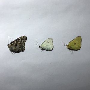 My Butterfly Collection
