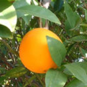 California Oranges Profile Picture