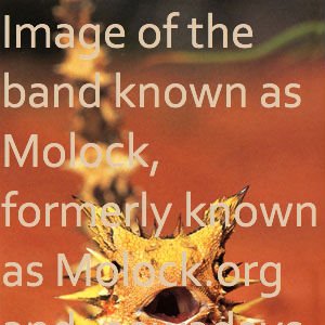 Molock 的头像