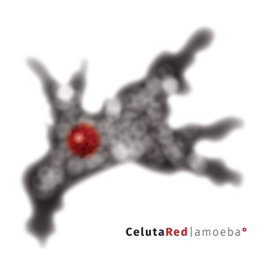 Amoeba