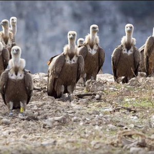 Shars / 2014 - Single