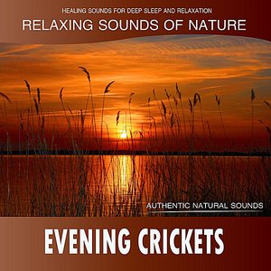 Evening Crickets: Relaxing Sounds of Nature