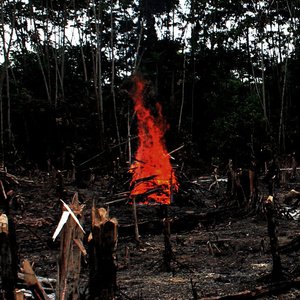 Uncontact (IF WE KILL THE HUMANS WE SAVE THE FOREST)