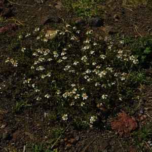 la lluvia no mata las flores