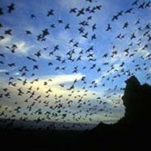 Mass Migration 的头像