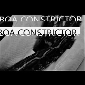 Boa Constrictor - Single