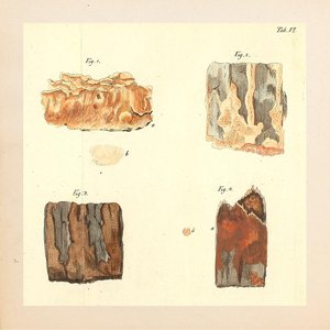 Cortezas - Single