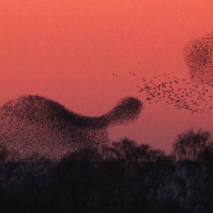 Murmuration