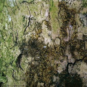 VOD 68.4 - The Physics Of Mild Weather