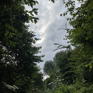 Strolling Through the Forest