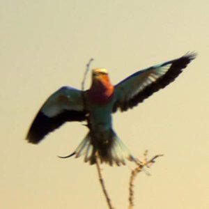 Plastic Birds 的头像