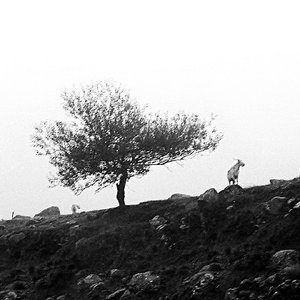 El Ultimo Arbol Sobre La Tierra