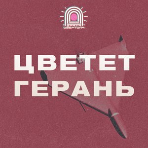 Цветет герань