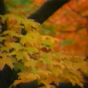 autumnal gloam