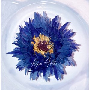 Ripe Aster - EP