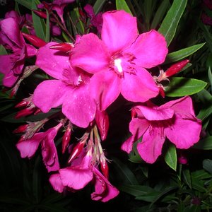 Hibiskus 的头像