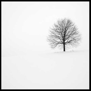 The Tree - Single