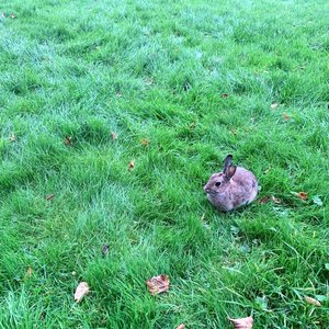 Bunny - Single