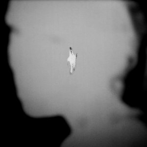 Crickets - Single