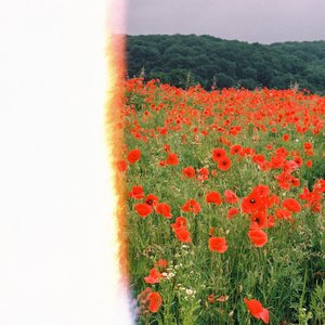 Poppies