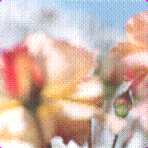 citrusphere 的头像