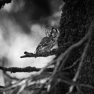 Boreal forest and Boreal owl