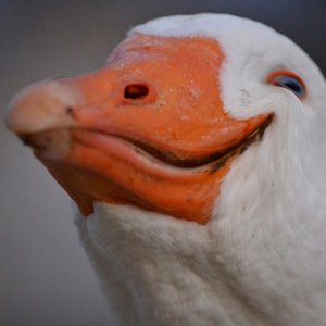 Avatar for Dolan Darker