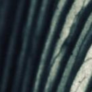 Golden Gate, My Love