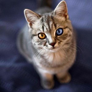 Justandycat için avatar