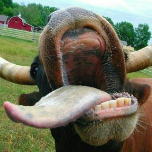 A Bunch Of Bull