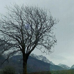 Kitchen Flowers - Single