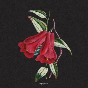 Flowers - Single