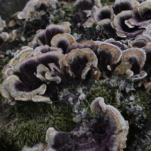 Simbionti / Sorgenti - Single