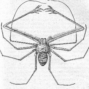 Amblypygi