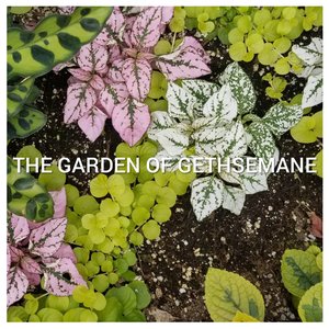 The Garden of Gethsemane