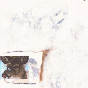 Deer In The Headlights