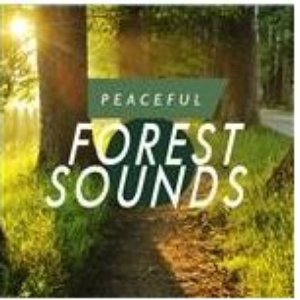 Peaceful Forest Sounds