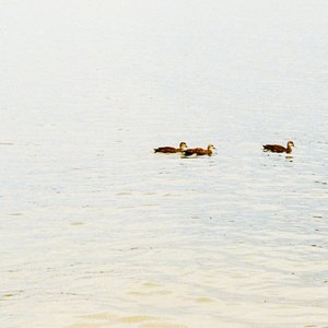 Ducks