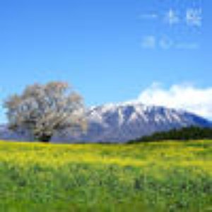 一本桜 - Single
