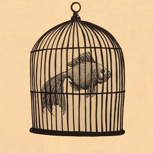 Fish In A Birdcage - Rule Lyrics - Zortam Music