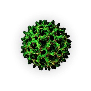 Bacteria - Single